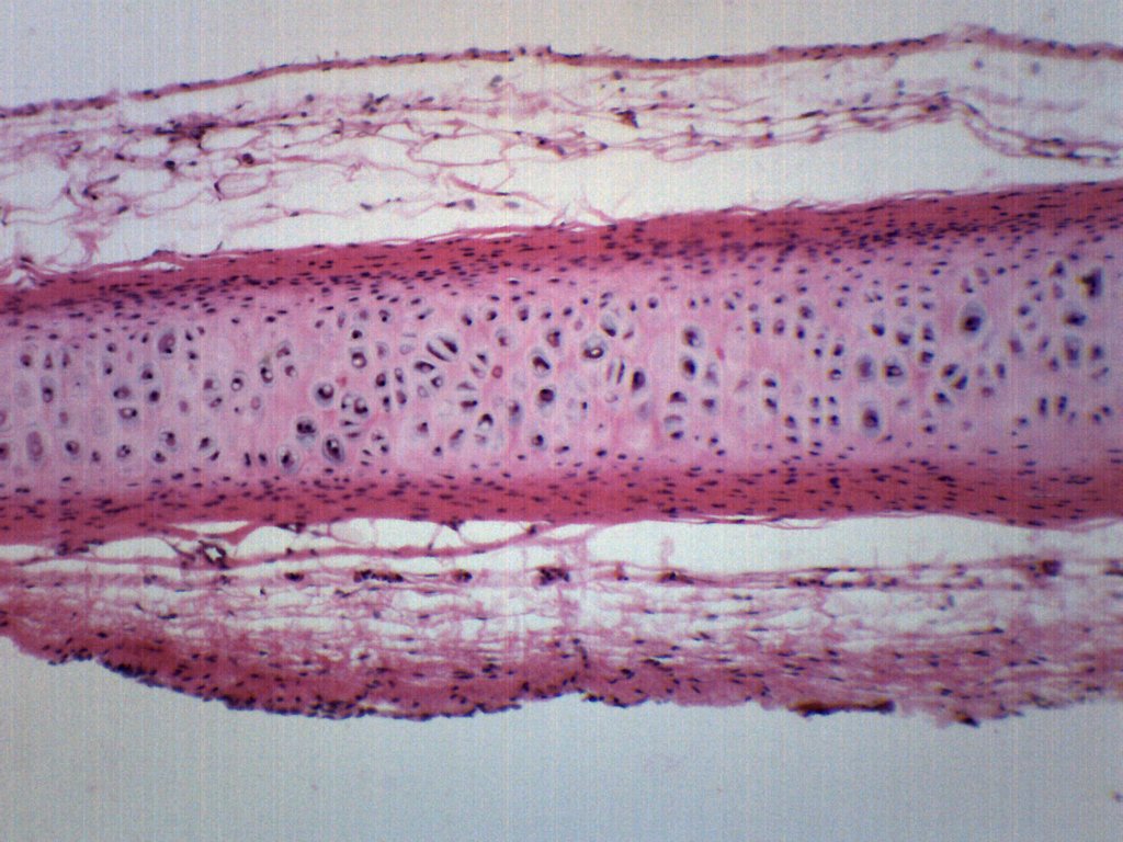 Frog Cartilage Section Prepared Microscope Slide