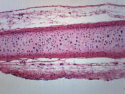 Frog Cartilage Section Prepared Microscope Slide