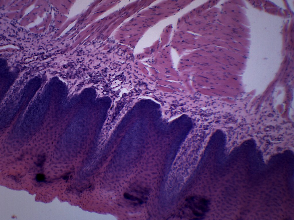 Mammal Foliate Papillae Section Prepared Microscope Slide