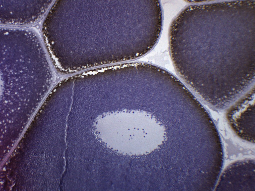 Frog Ovary H&E Stain Prepared Microscope Slide