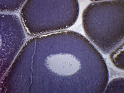 Frog Ovary H&E Stain Prepared Microscope Slide