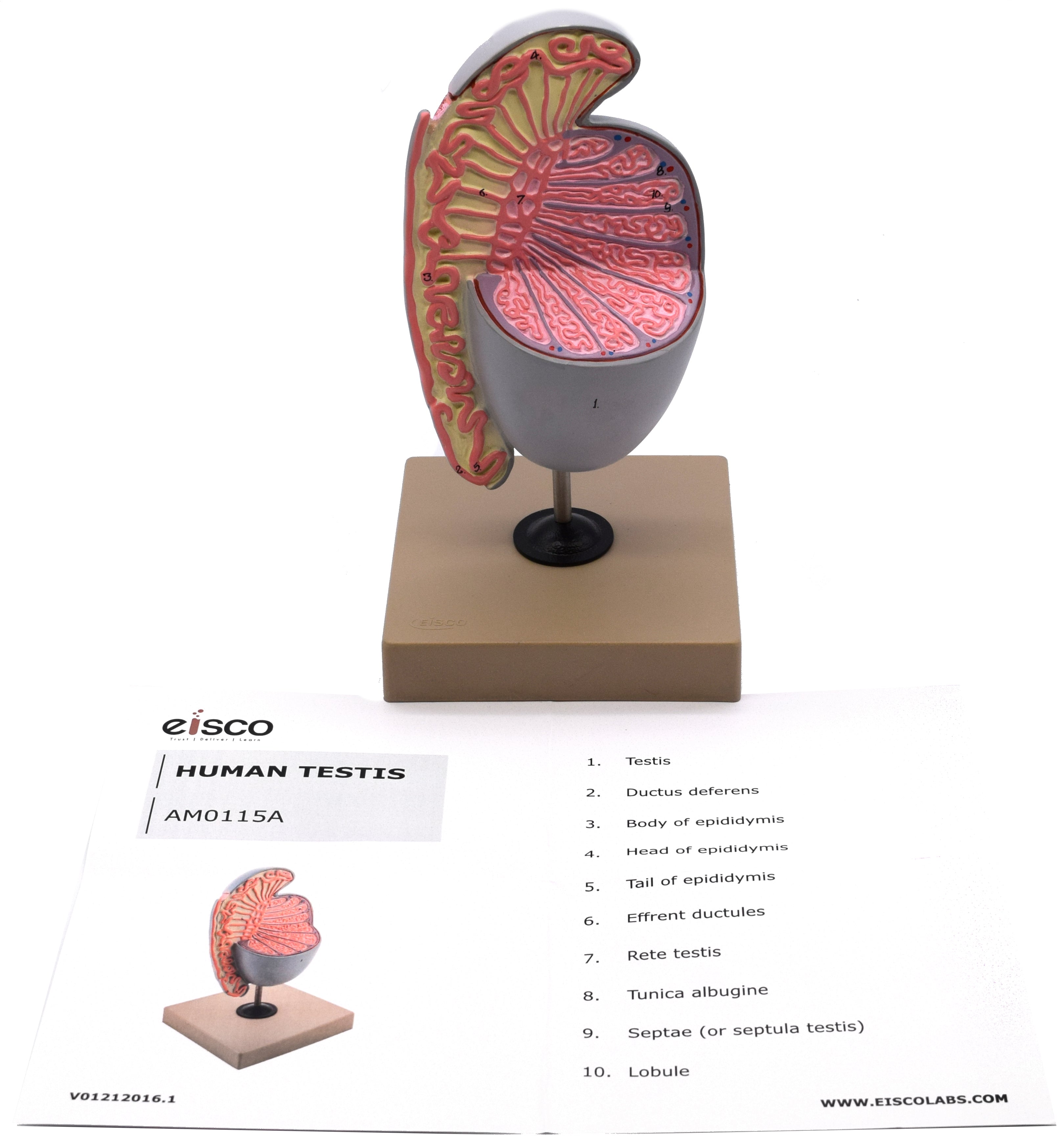 Human Testicle Model, 9" on Stand