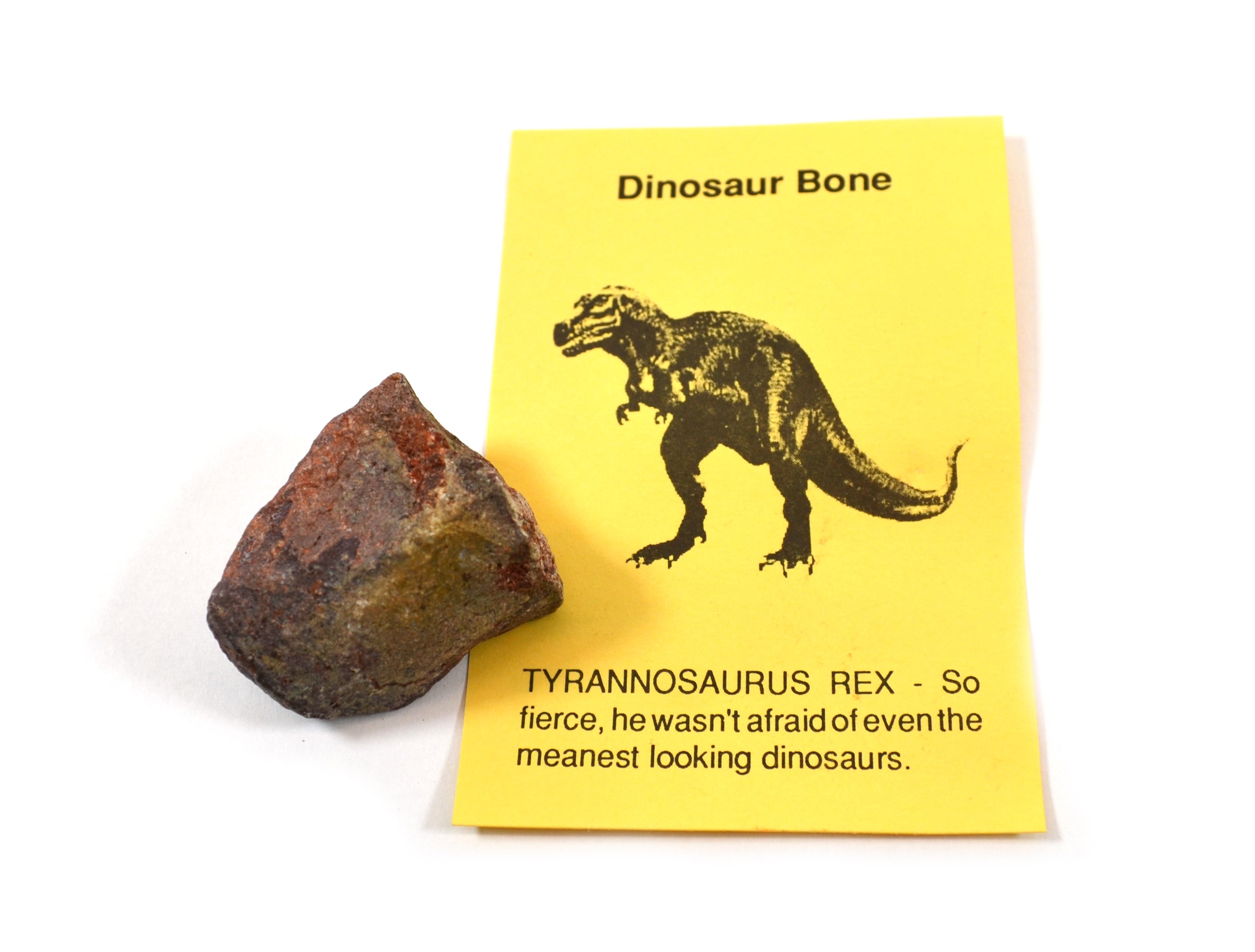 Rare Dinosaur Fossil Pack with Egg, Bone and Dung Fossils and Information Cards