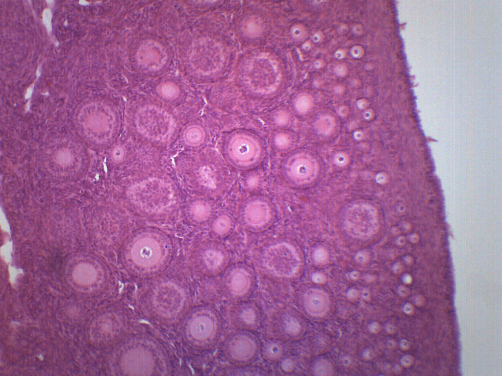 Immature Ovary Prepared Microscope Slide