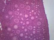 Immature Ovary Prepared Microscope Slide