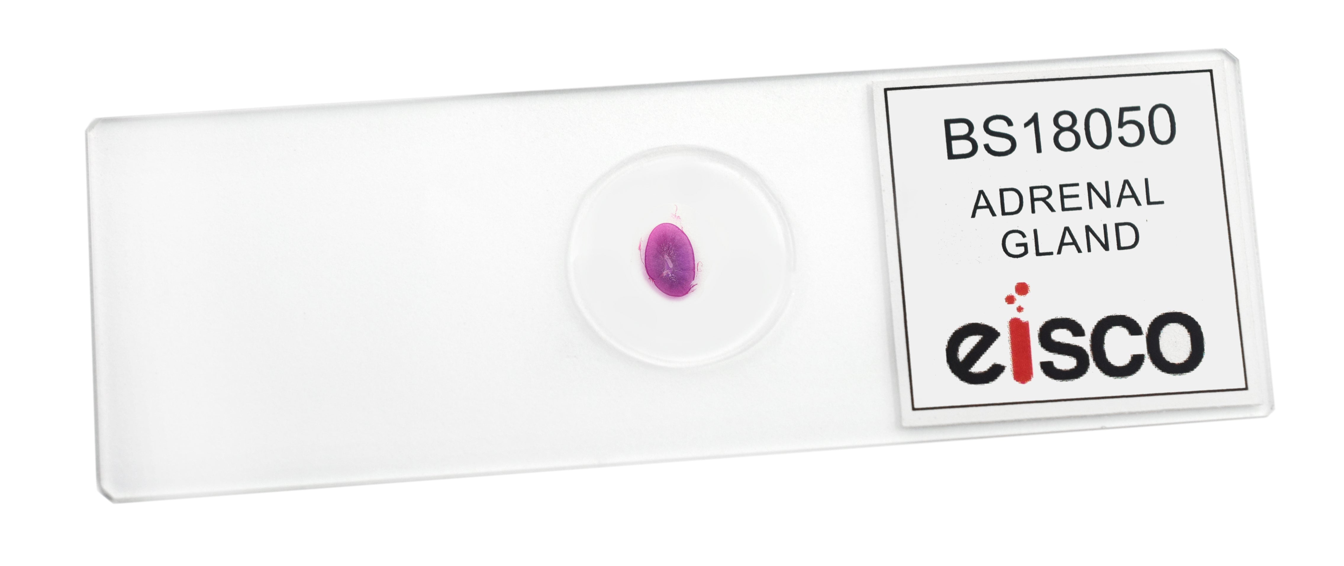 Adrenal Gland Prepared Microscope Slide