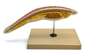 Hand-Painted Amphioxus Lancelet Anatomical Model, 150x Magnification