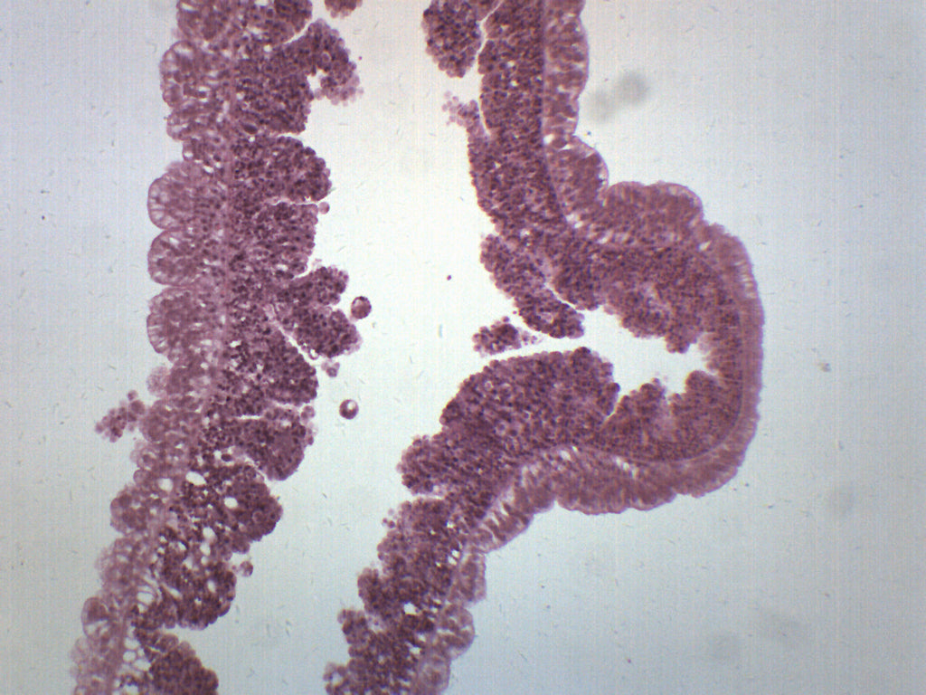 Hydra Longitudinal Section Prepared Microscope Slide