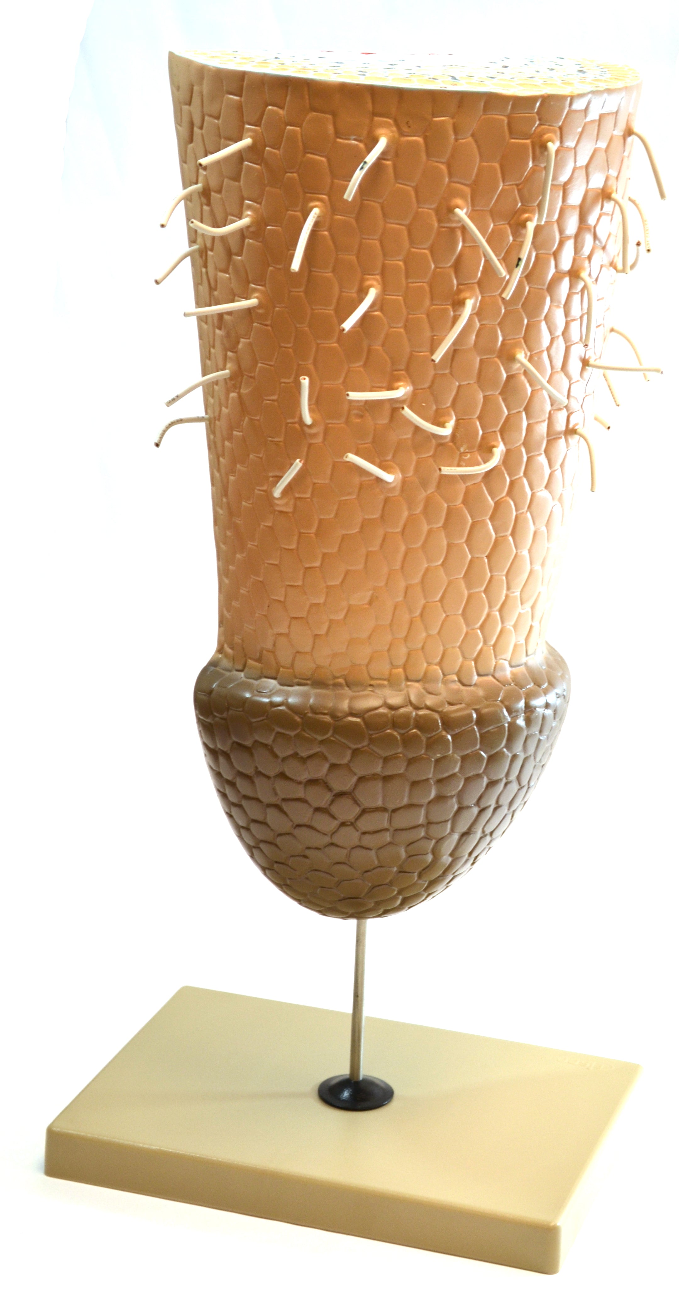 Root Tip Model on Stand
