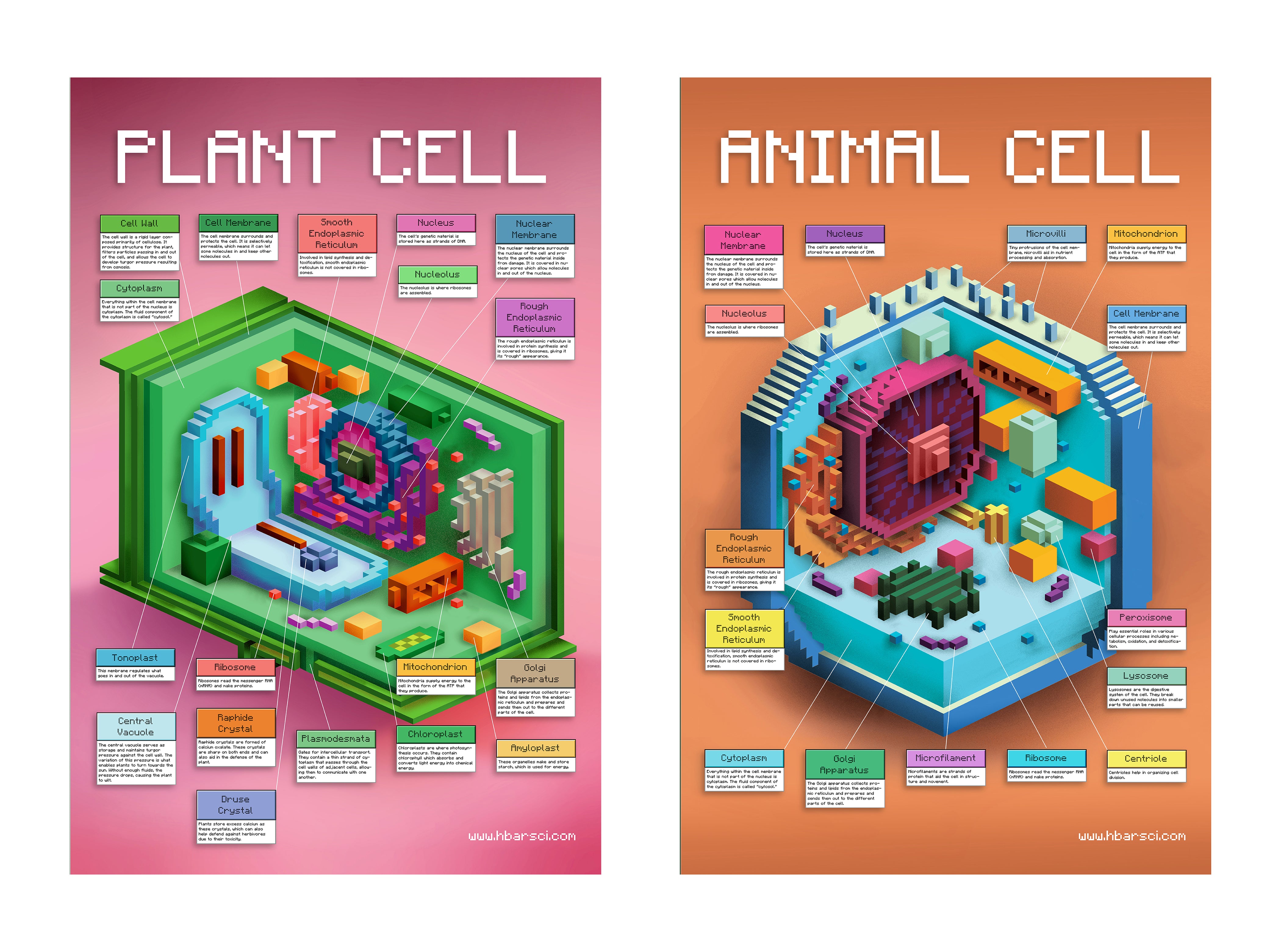 2-Pack Animal and Plant Cell Structure Poster Set, 24 x 36 inch