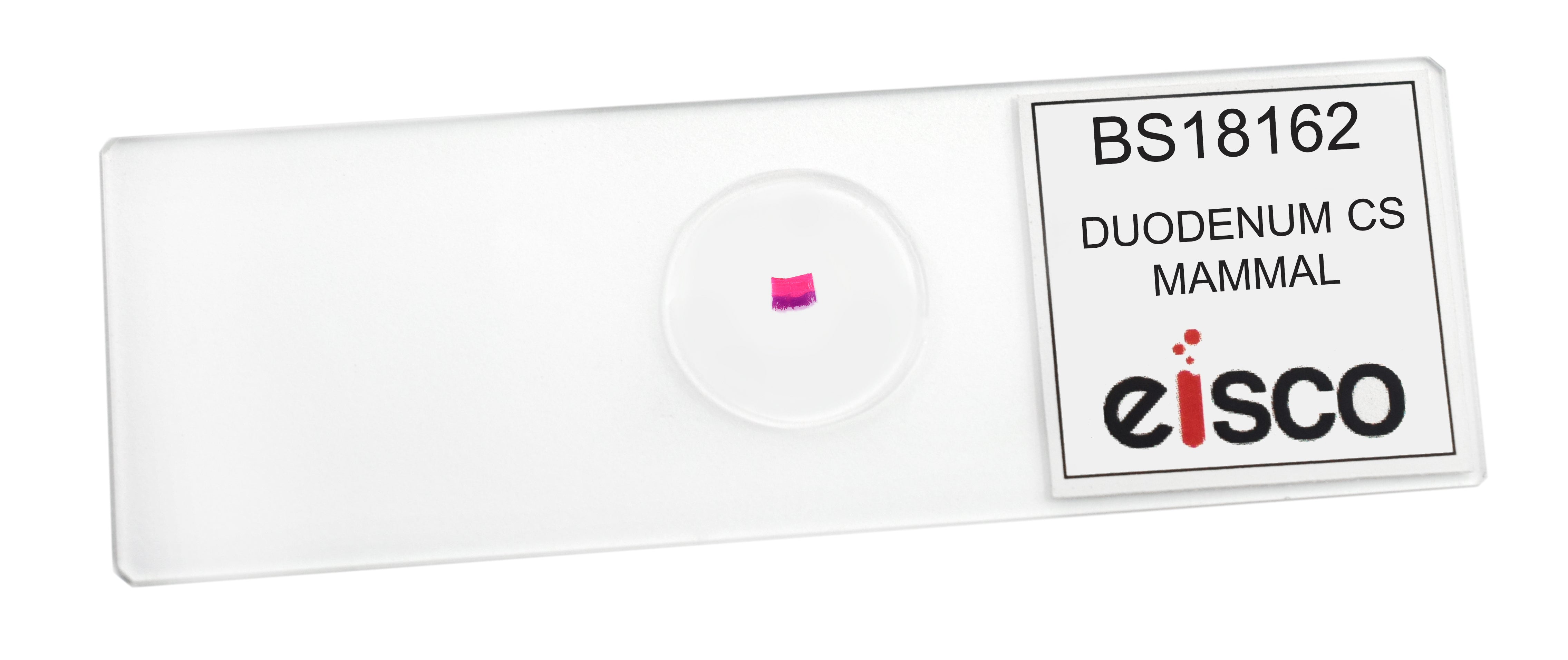 Duodenum Cross-Section Prepared Microscope Slide