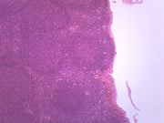 Lymph Node Section (Mammal) Prepared Microscope Slide