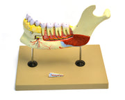 Lower Human Jaw Model, 5X Life Size