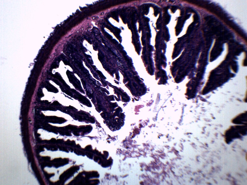 Frog Rectum Cross-Section Prepared Microscope Slide