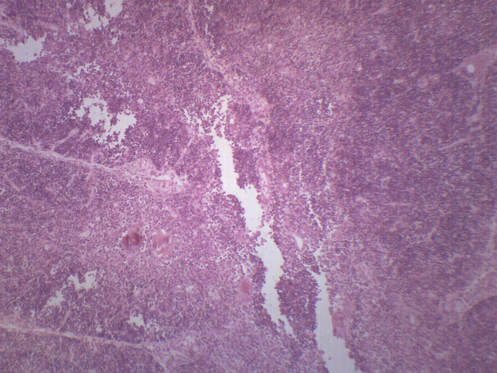 Thymus Cross-Section Prepared Microscope Slide