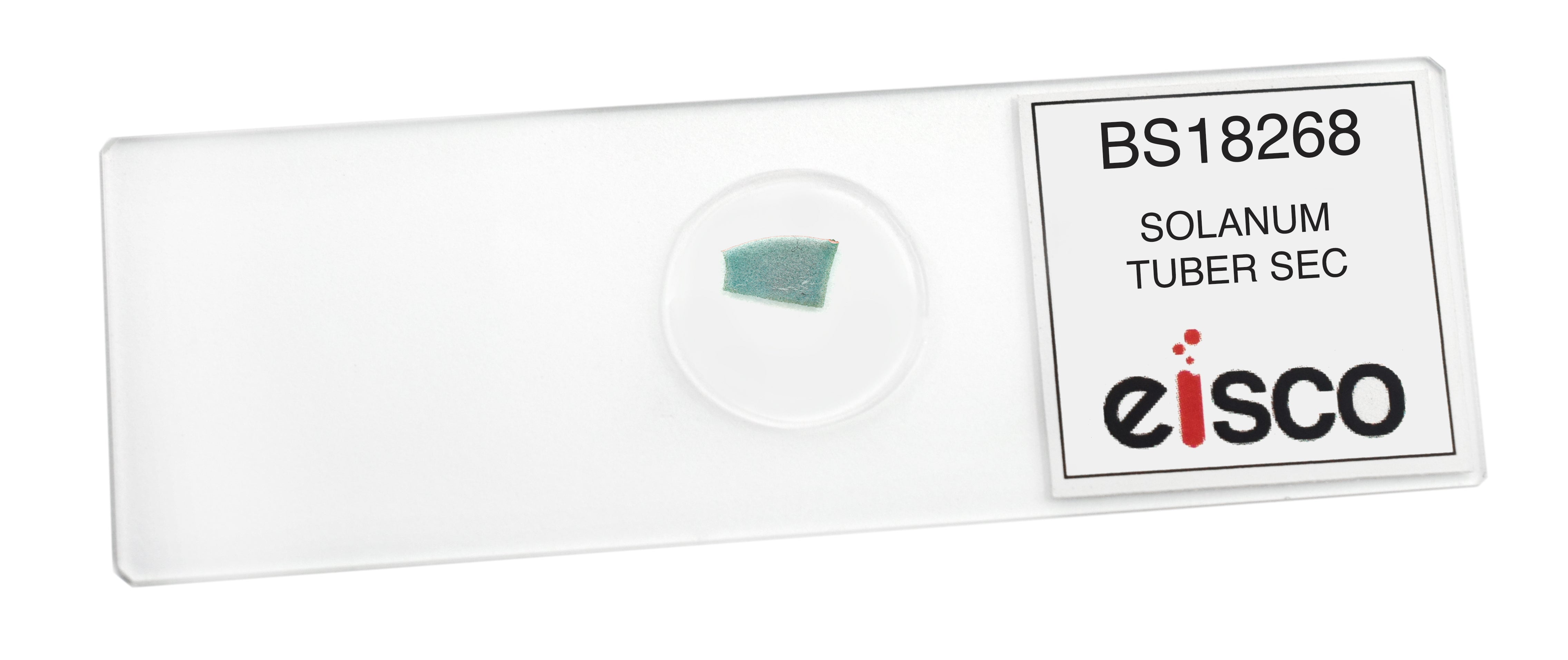 Solanum Tuber Section Prepared Microscope Slide
