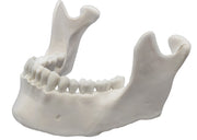 Human Mandible Bone Anatomical Model