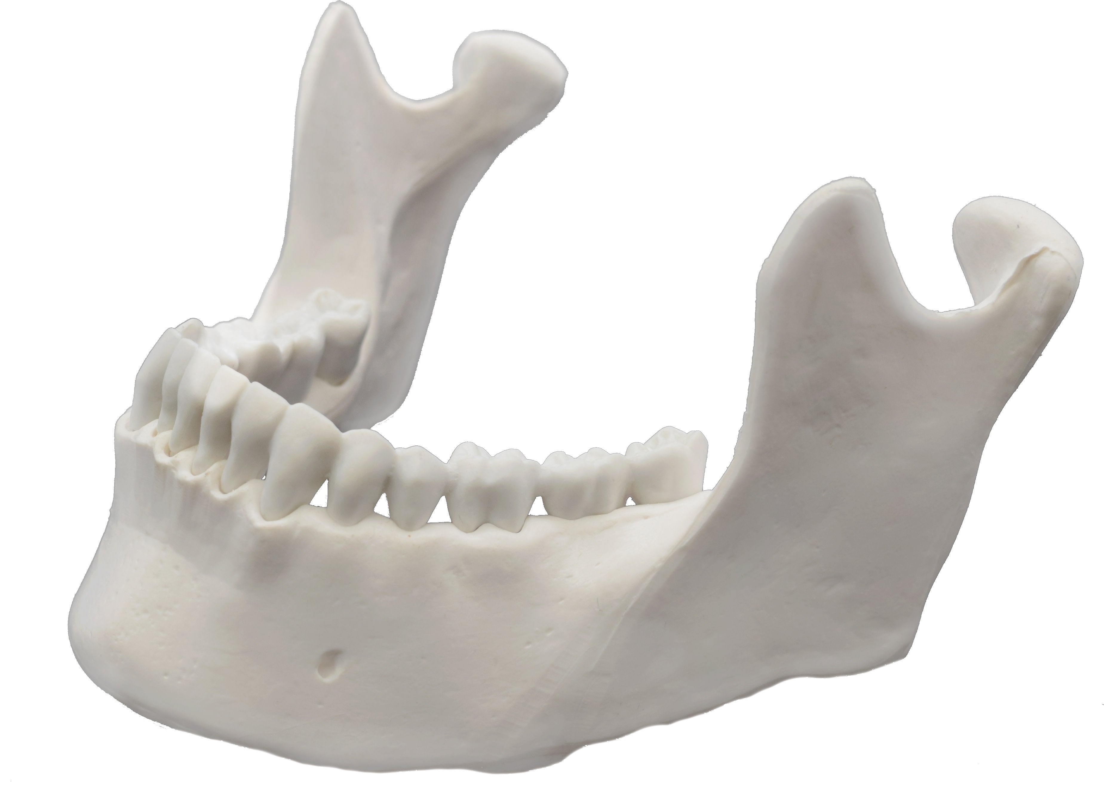 Human Mandible Bone Anatomical Model