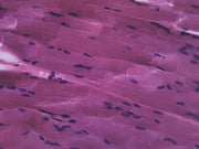 Skeletal Muscle (Mammal) Longitudinal Section Prepared Microscope Slide