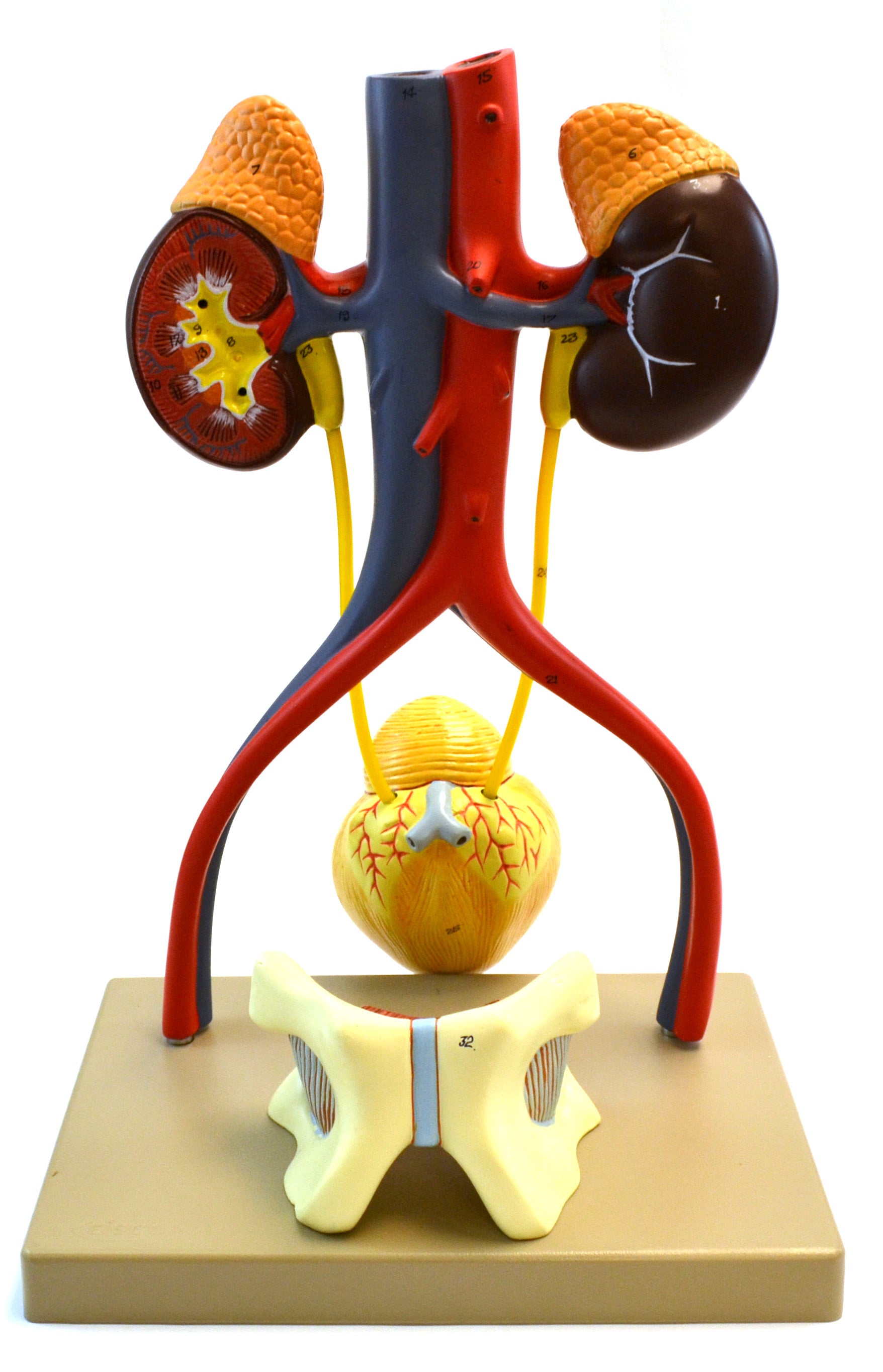 Male Urinary System Model, Life Size, 15" Tall, Free Standing