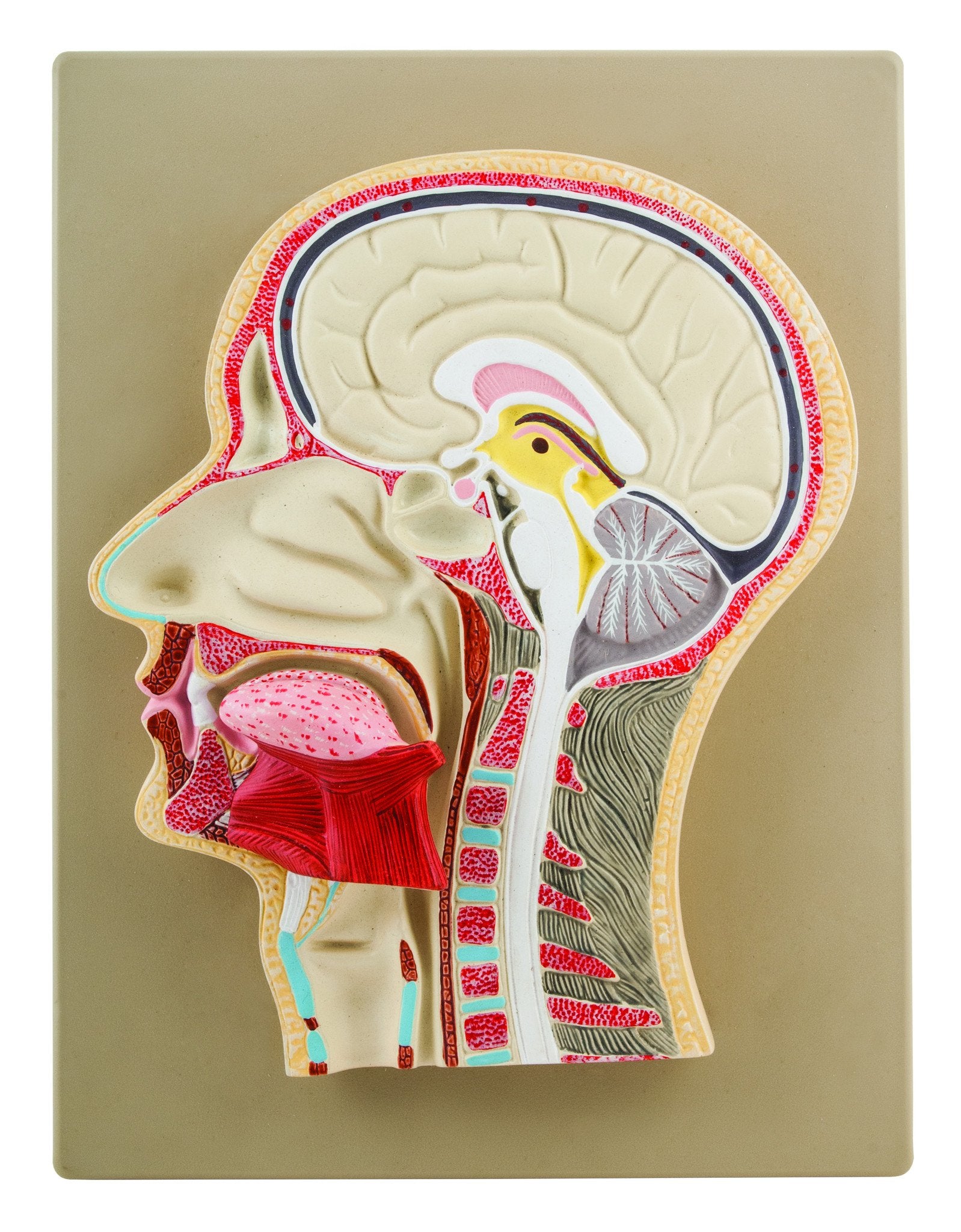 Half Human Head Model with Median Section, Natural Size