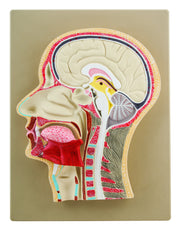 Half Human Head Model with Median Section, Natural Size