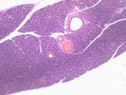 Pancreas Section (Mammal) Prepared Microscope Slide