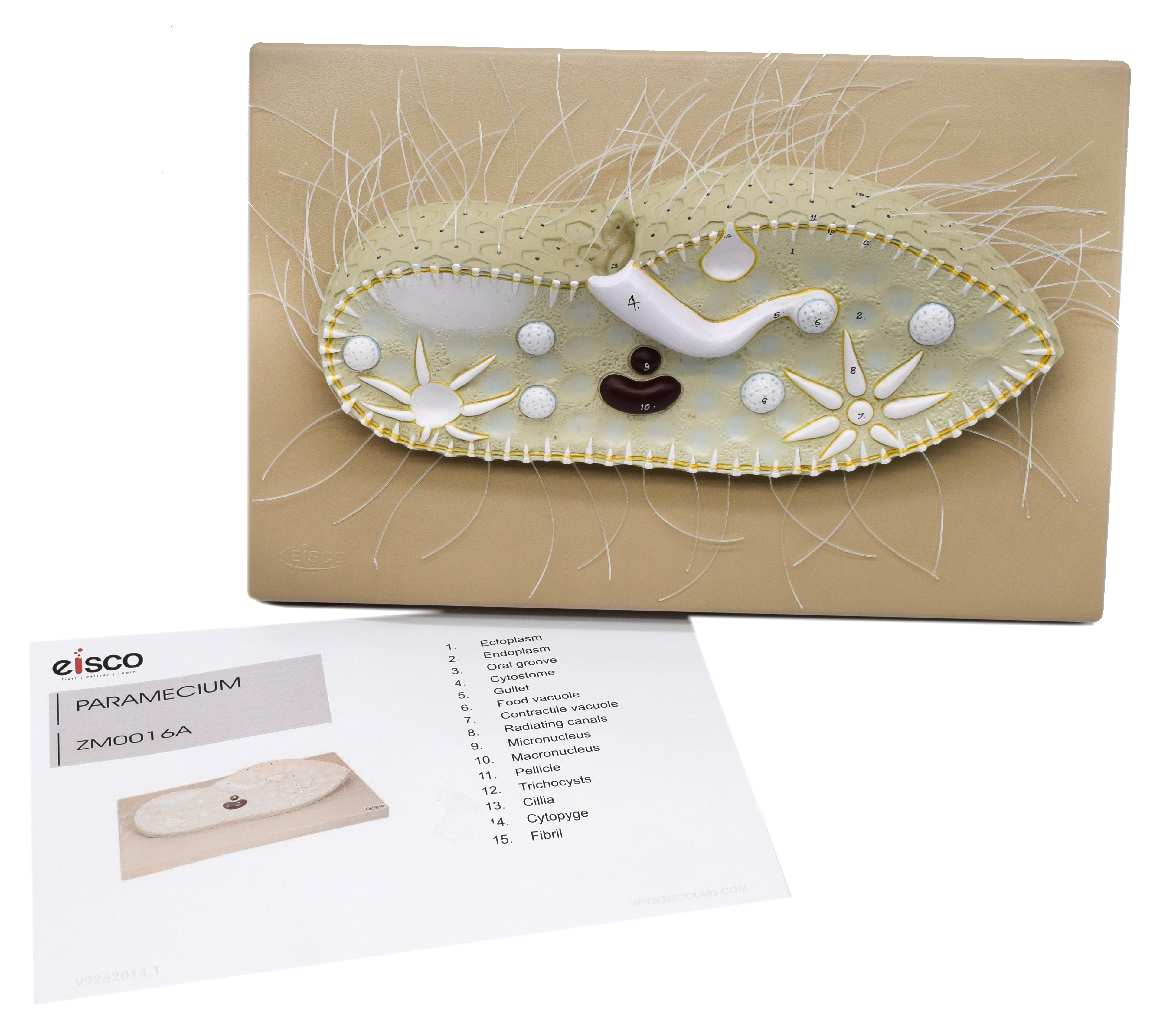 3D Paramecium Sectional Anatomical Model on Base, 15 x 9.5 inch