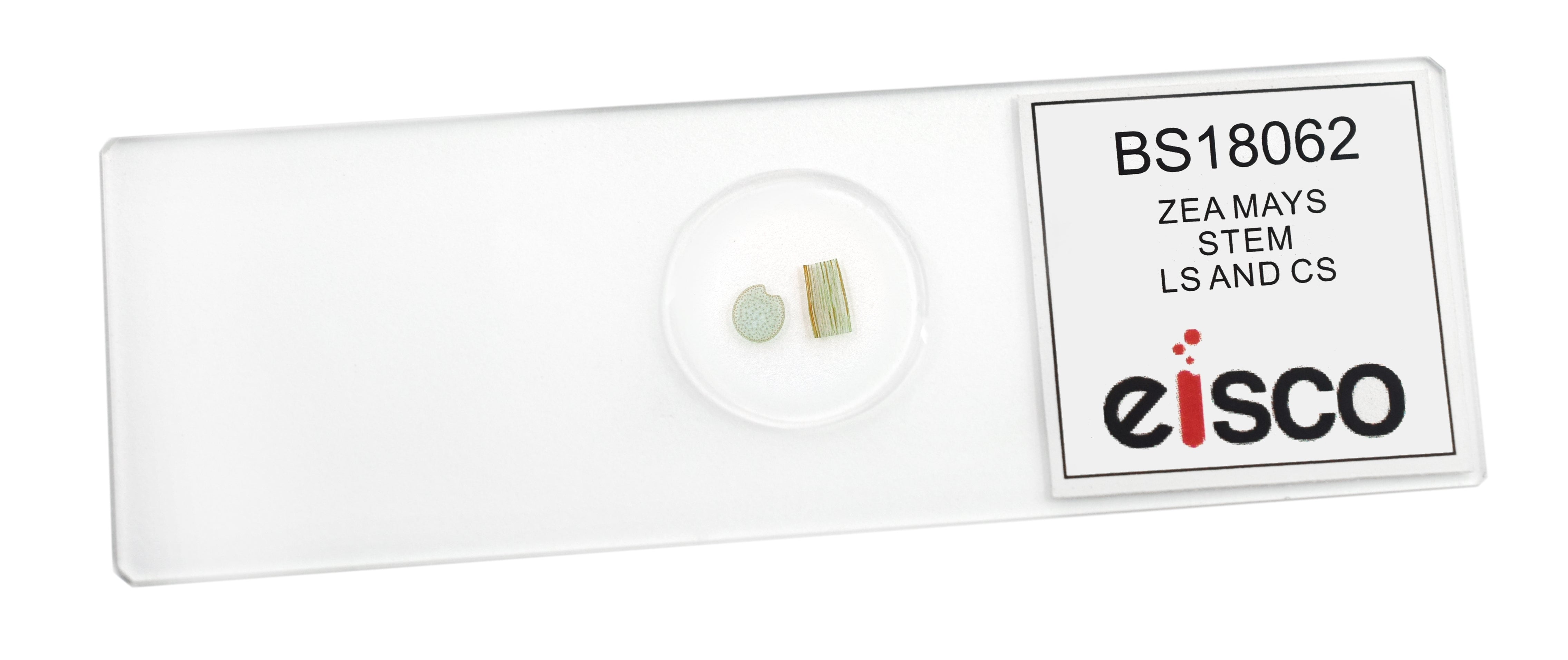 Zea Mays Stem Cross and Longitudinal Section Prepared Microscope Slide