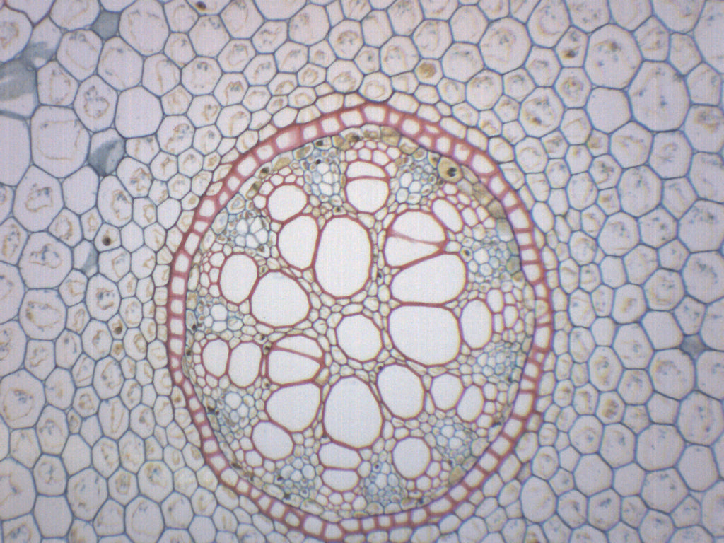 Lilium Root Cross-Section Prepared Microscope Slide