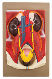 3-Part Human Urinary Organs Model