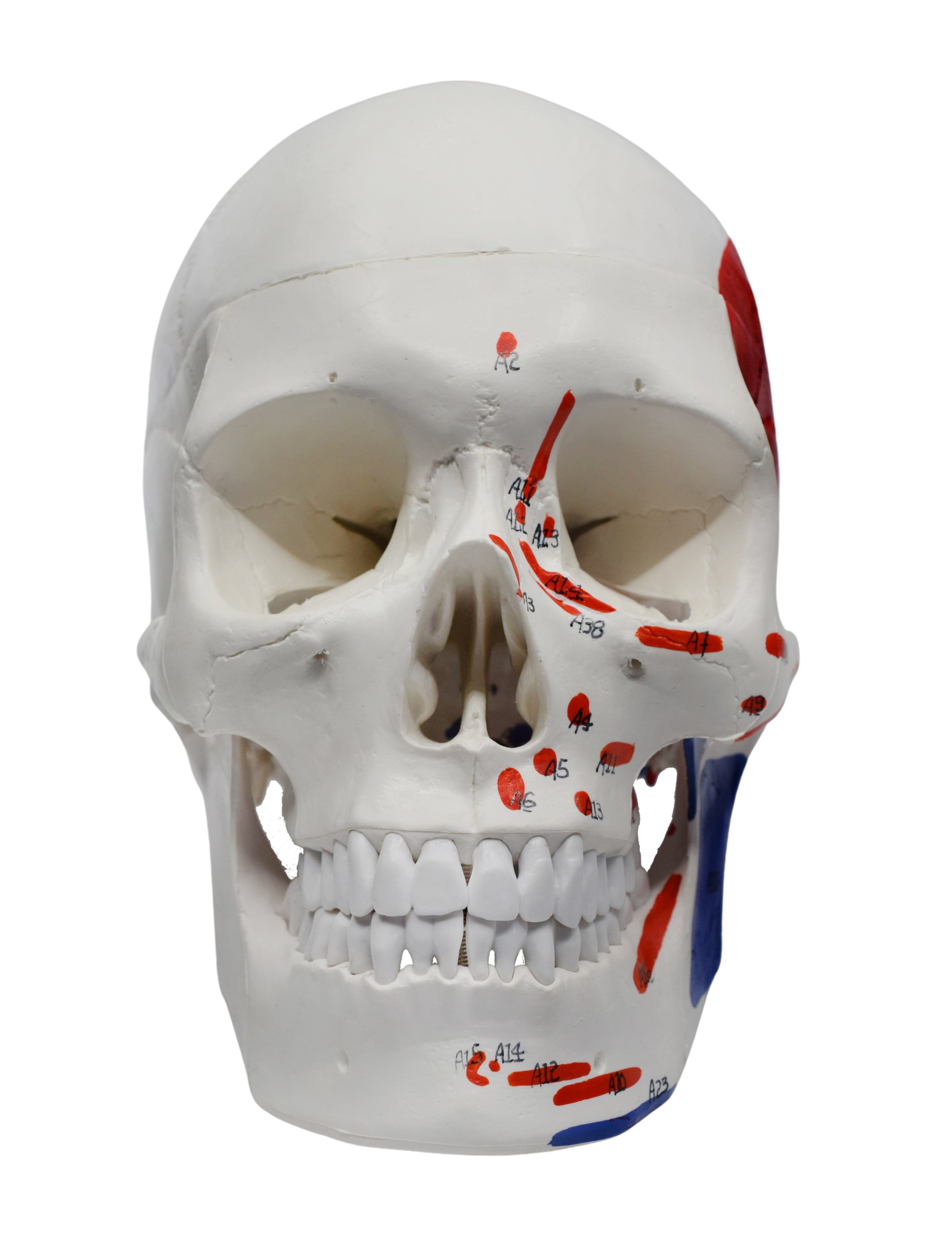 Didactic Colored Human Skull Anatomical Model, 3-Part, Life-Size 9 inch