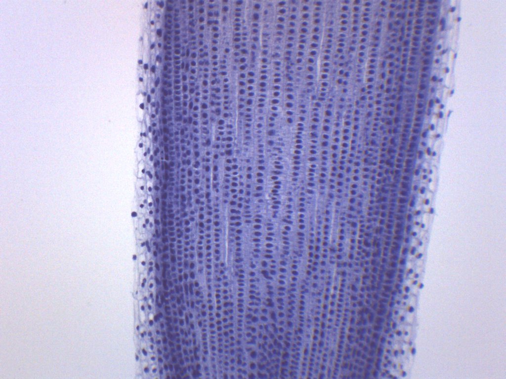 Allium Root Tips Mitosis Prepared Microscope Slide
