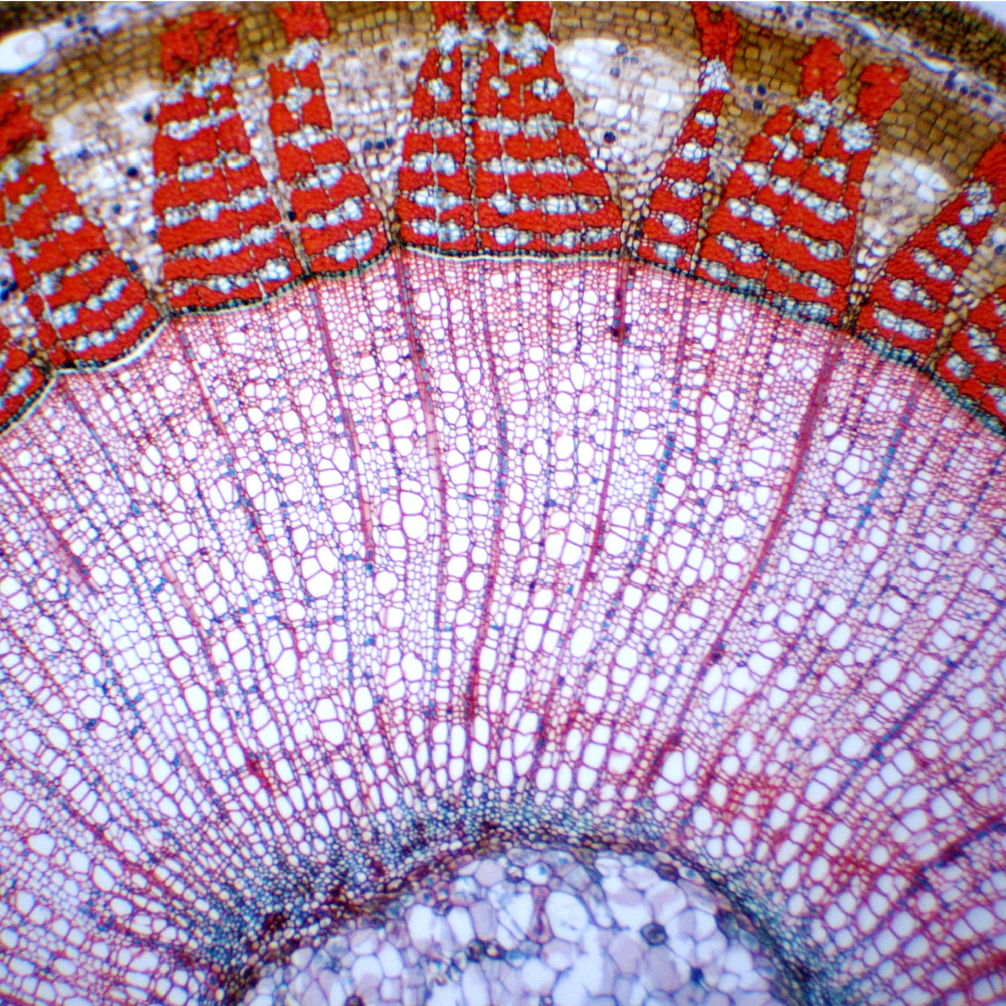 Tilia Stem Cross-Section, 1-Year Dicot Prepared Microscope Slide