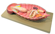 Cockroach Dissection Anatomical Model with English Keycard