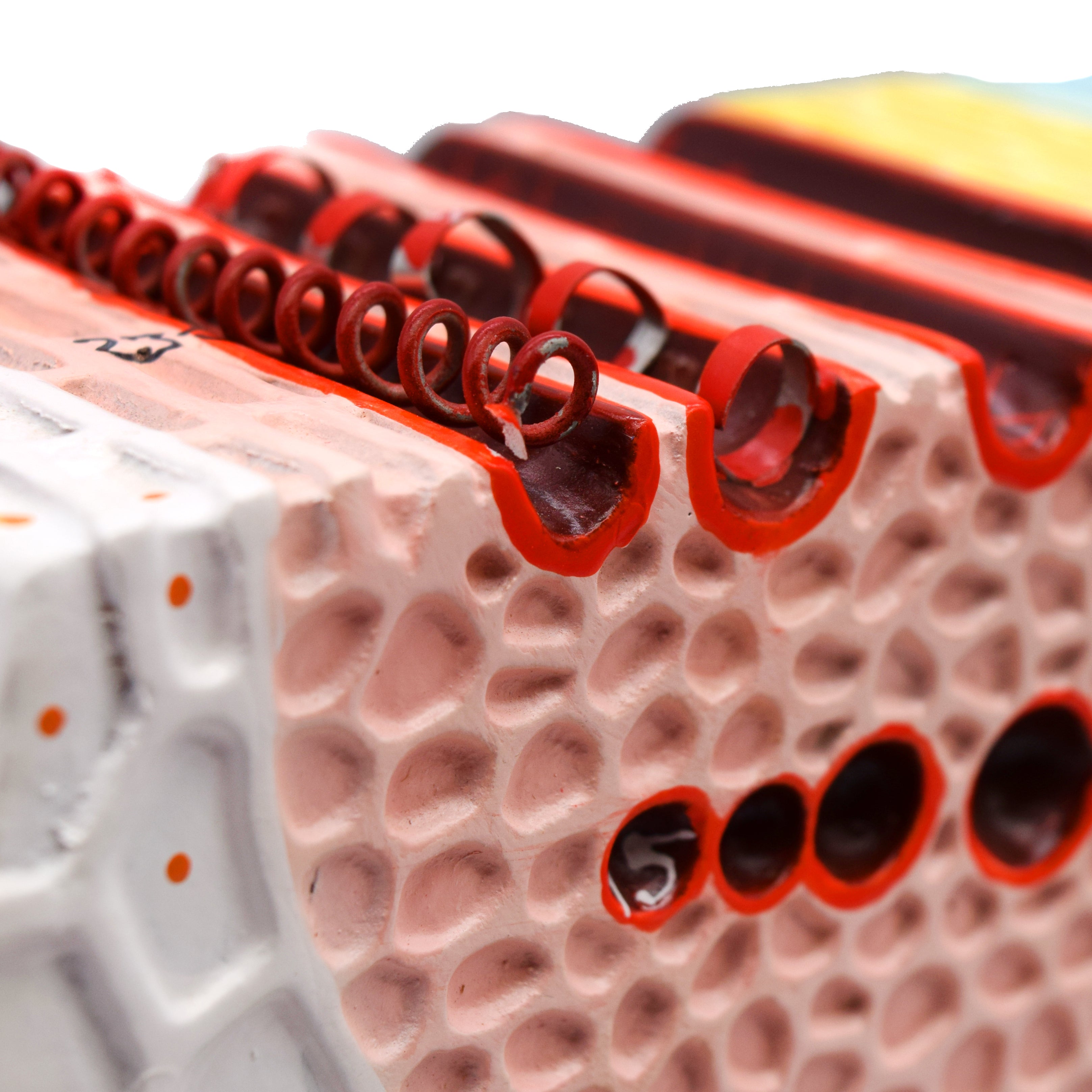 3D Dicot Stem Model with Transverse and Longitudinal Sections, 11 x 18 x 8"