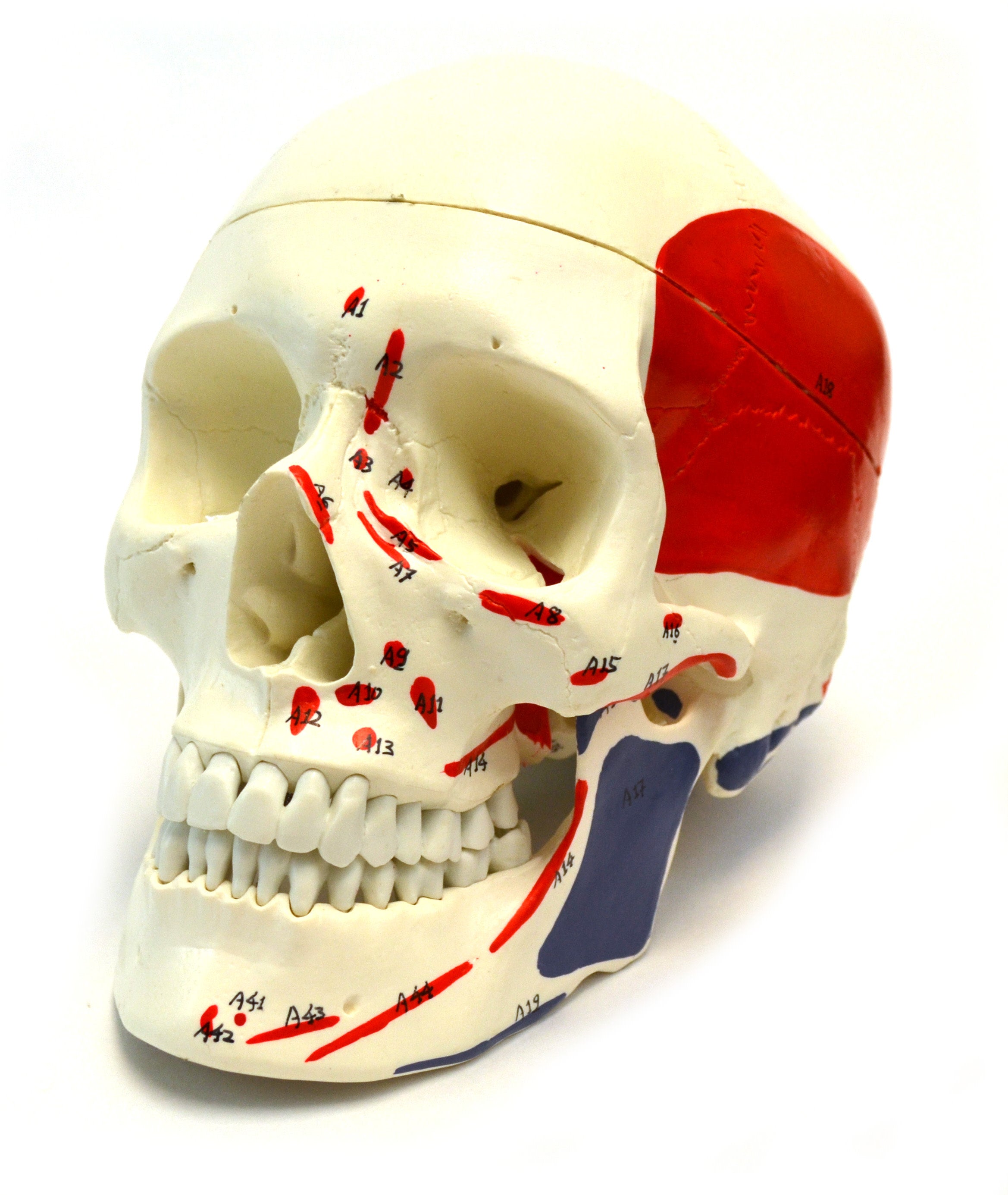 4-Piece Life-Size Human Skull Anatomical Model Set, 3-Part Numbered Color-Coded Painted, 9 inch
