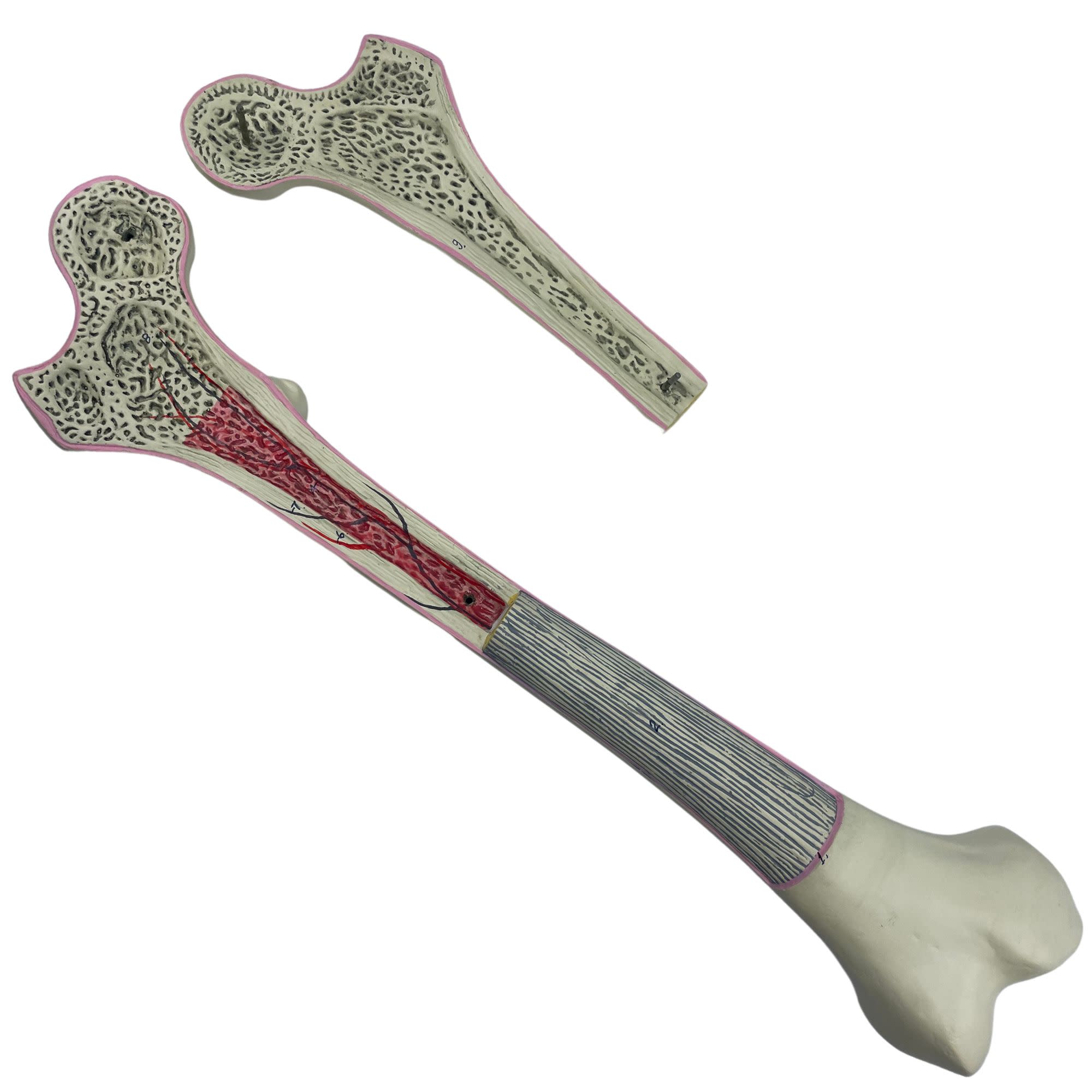 2-Part Human Femur Model with 9 Features