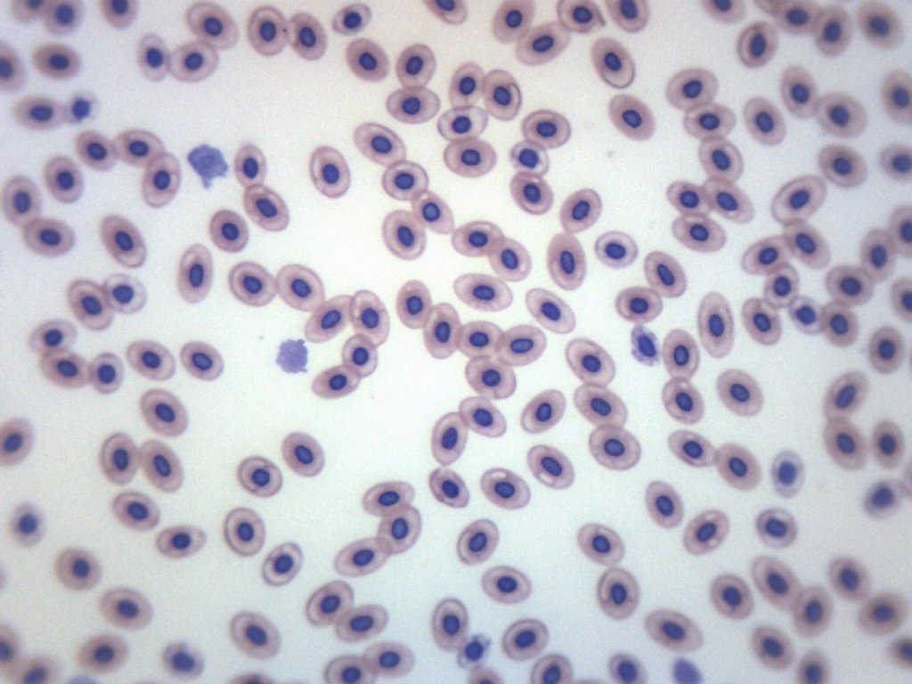 Frog Blood Smear Wholemount Prepared Microscope Slide, Alternate