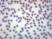 Frog Blood Smear Wholemount Prepared Microscope Slide, Alternate