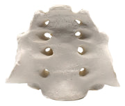 Human Sacrum Bone Anatomical Model