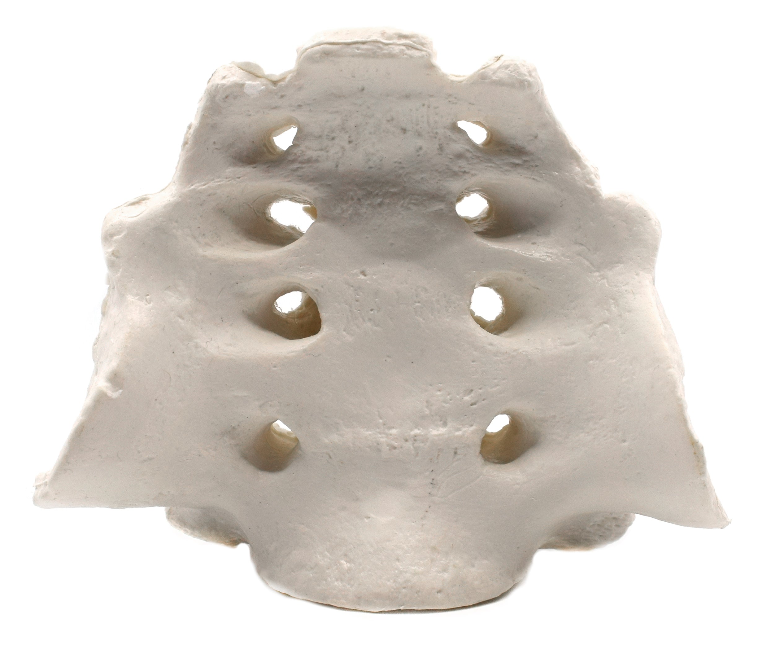 Human Sacrum Bone Anatomical Model