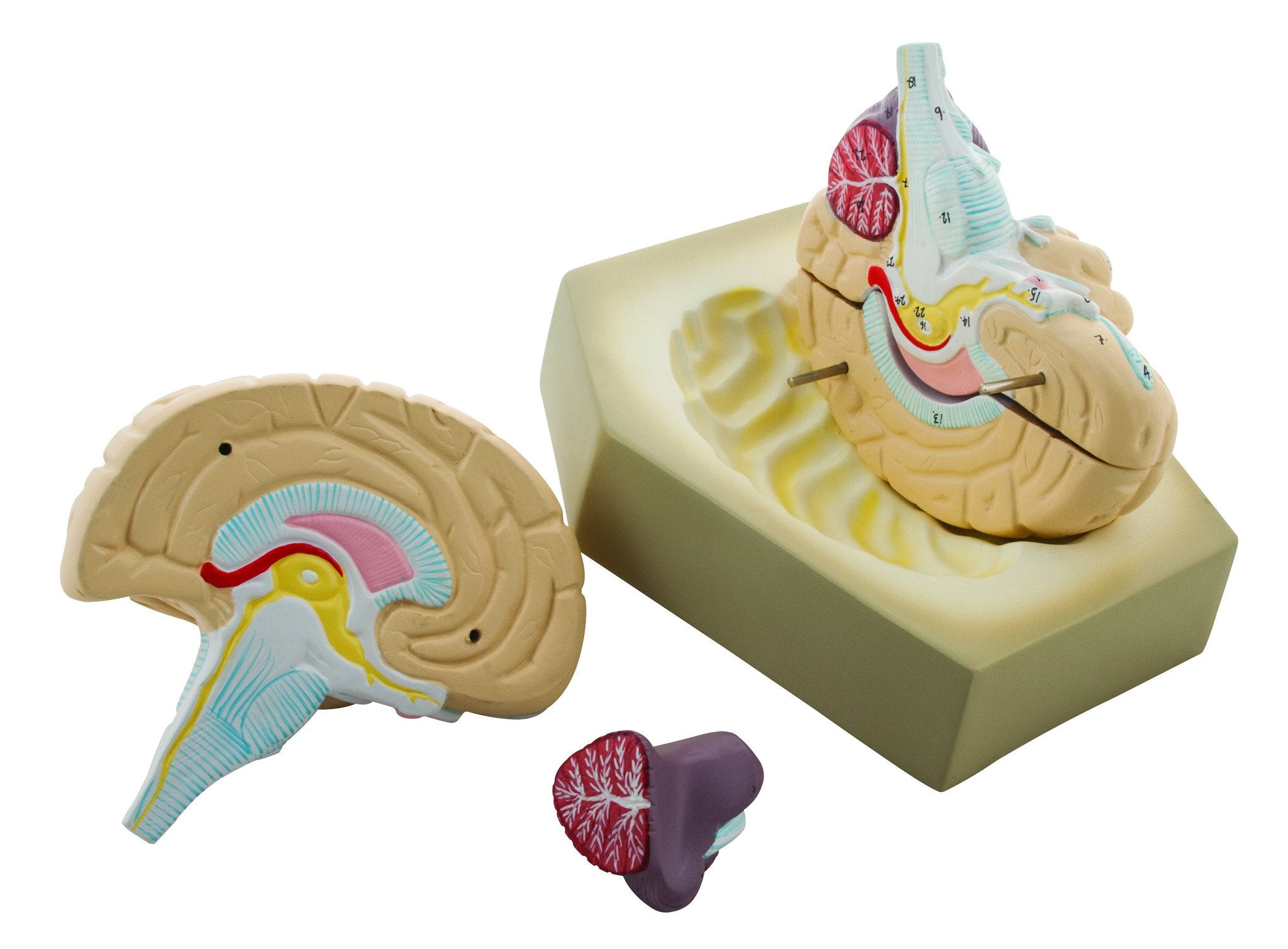 4-Part Human Brain Model, Hand-Painted