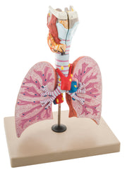 Healthy Respiratory Lungs Model