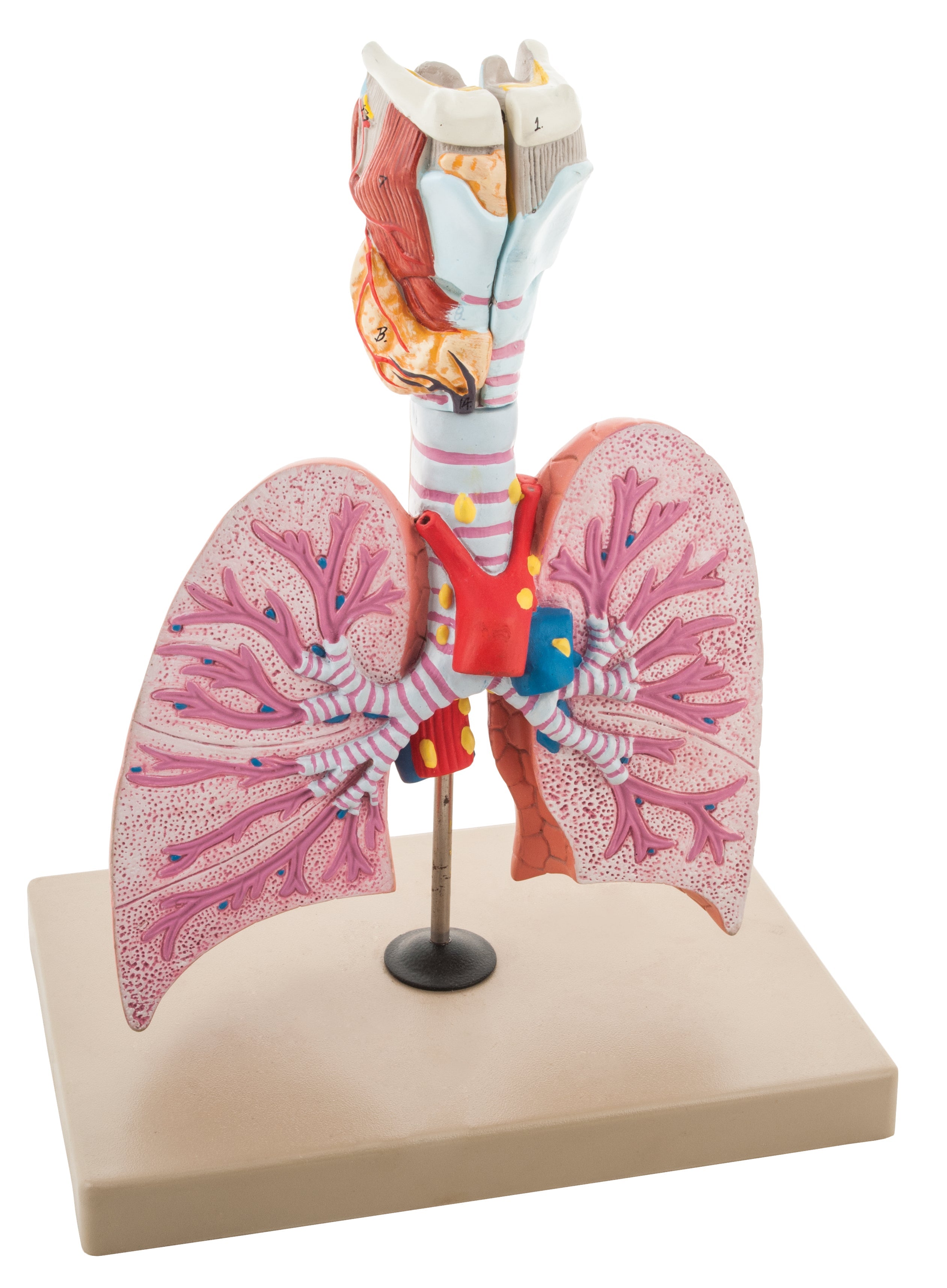 Healthy Respiratory Lungs Model