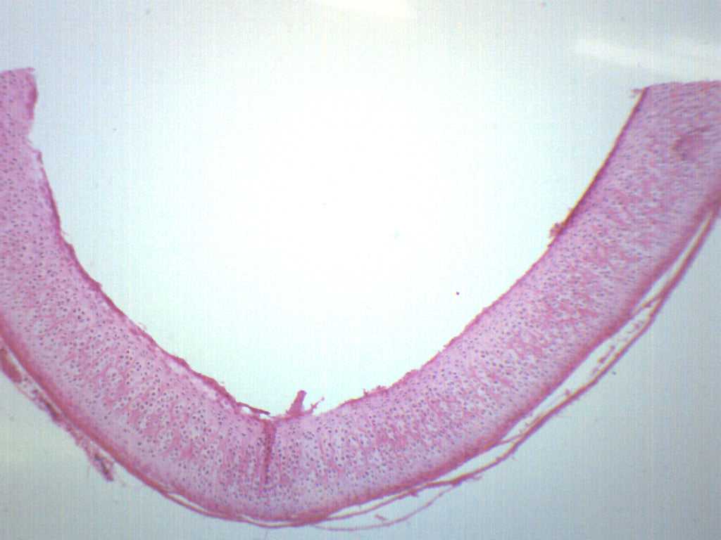 Hyaline Cartilage Tissue Section Prepared Microscope Slide