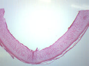 Hyaline Cartilage Tissue Section Prepared Microscope Slide