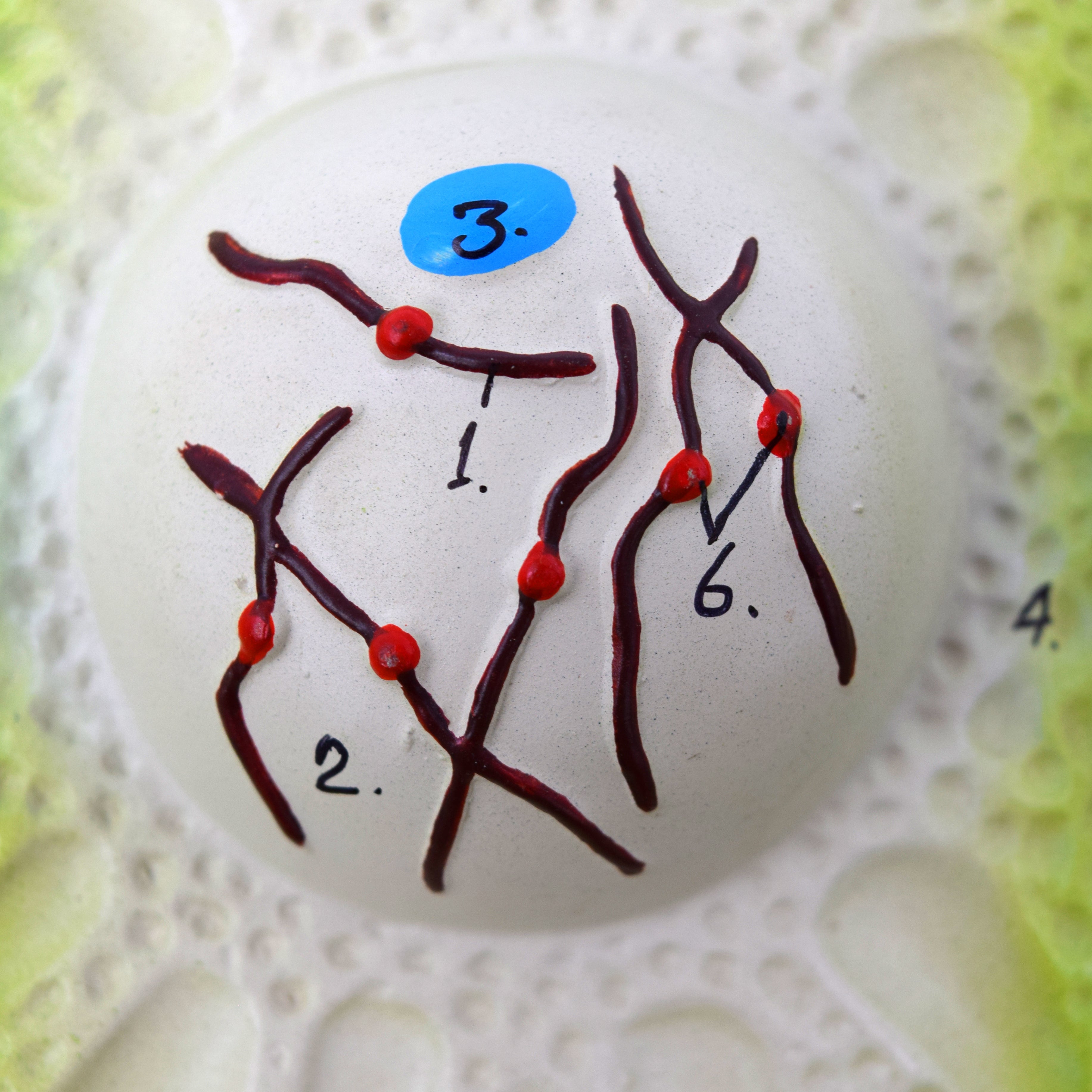 3D Plant Cell Division (Meiosis) Model, 24 x 18", Hand-Painted
