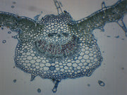 Syringa Vulgaris Leaf Cross-Section Prepared Microscope Slide