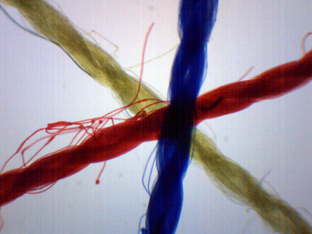 Crossing Threads Prepared Microscope Slide for Introductory Microscopy